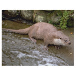 Otter in Spey Valley, Highland of Scotland flyers
