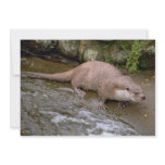 Otter in Spey Valley, Highland of Scotland Personalized Announcement