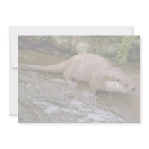 Otter in Spey Valley, Highland of Scotland Custom Announcement