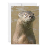 Otter Invitation