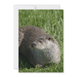 Otter Invitation