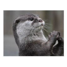 Otter Mastermind Postcard