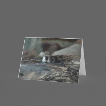 Otter Nap Greeting Card cards
