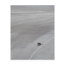 Otter on a beach in Ireland. Flyers