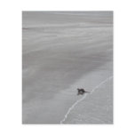 Otter on a beach in Ireland. flyers