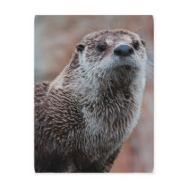 Otter Photo Postcard