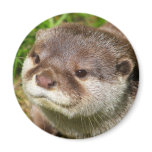 Otter Portrait Magnets