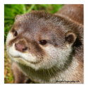 Otter Portrait posters