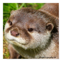 Otter Portrait posters