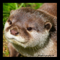 Otter Portrait posters