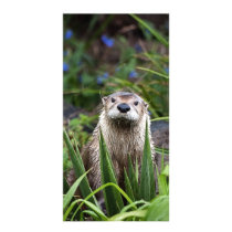 Otter Posing Picture Card