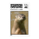 Otter Postal Stamp