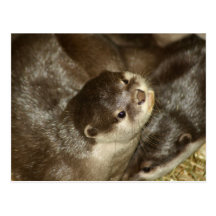Otter Postcard