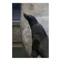 Otter posters