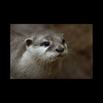 Otter posters