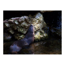 Otter relaxing posters