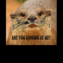 OTTER t-shirts