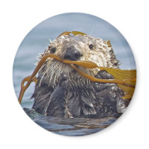 Otter Wrapped in Kelp.Magnet