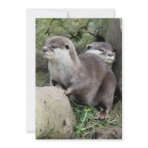 OTTERS ANNOUNCEMENT