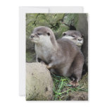 OTTERS ANNOUNCEMENT