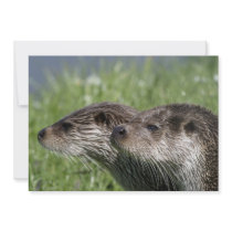 Otters Invitation