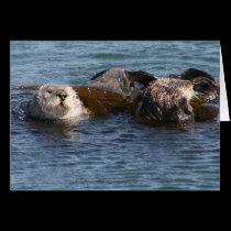 Otters, Morro Bay, Calif cards