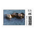 Otters, Morro Bay, Calif Stamps