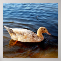Ottine Duck Poster