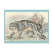 Ounce (Snow Leopard) postcards by ZephyrusBooks Ounce (Snow Leopard) postcards
