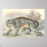 Ounce (Snow Leopard) Poster