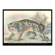 Ounce (Snow Leopard) posters by ZephyrusBooks Ounce (Snow Leopard) posters