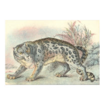 Ounce (Snow Leopard) posters by ZephyrusBooks Ounce (Snow Leopard) posters