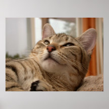 Our Abyssinian Posters