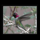 Our Backyard "Hemi" The Hummingbird posters