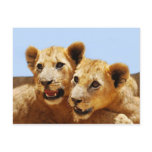 Our cute lion faces postcards