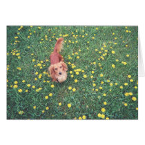 OUR DACHSHUND-DUBLIN-THE GRASS "IS" GREENER ON THE cards by cjsampson OUR DACHSHUND-DUBLIN-THE GRASS "IS" GREENER ON THE cards