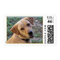 Our Lab postage