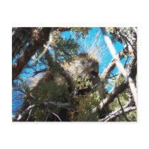Our Porcupine On The Property...5/20/12 Post Card