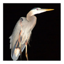 Our resident heron print