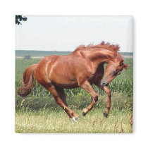 Our thoroughbred horse having fun! magnets