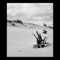 Out in the Dunes posters