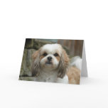 "Out of Bones" Pet Humor Greeting Card cards