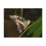 Out of the dark - Butterfly sitting on leaf Post Card