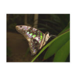 Out of the dark - Butterfly sitting on leaf postcards