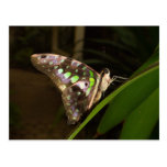Out of the dark - Butterfly sitting on leaf Post Card