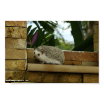 Out on a ledge poster posters by hedgehogworld Out on a ledge poster posters