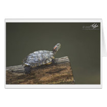 Out on a Limb cards