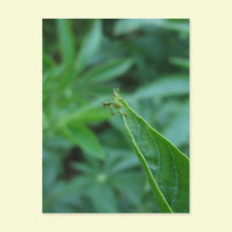 Out on a Limb postcards