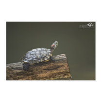Out on a Limb posters by highlandsphoto Out on a Limb posters