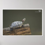 Out on a Limb Posters